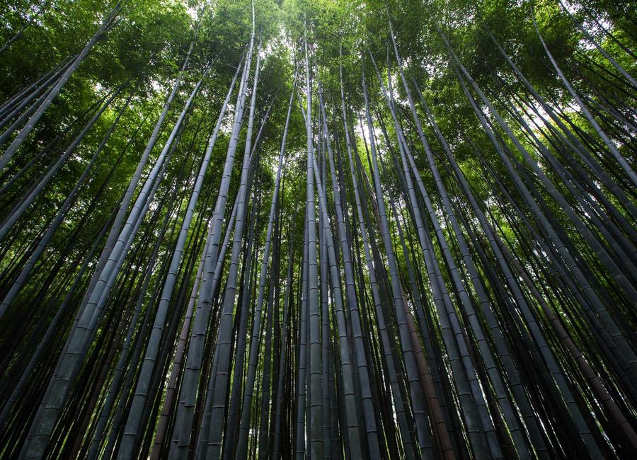 地域の経験を記録するための会話
